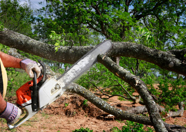 Best Tree Clearing Services  in USA